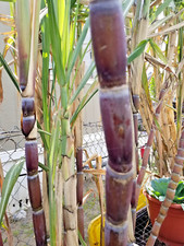 Organic Purple Sugar Cane Cutting Fresh Live 5/25