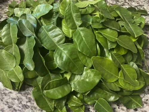 Organic Fresh Kaffir Lime Double Lobed Leaves Thai Makrut Citrus 