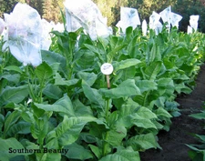 1000 Southern Beauty Tobacco Seeds ~ Heirloom ~ Quick and Vigorous Grower