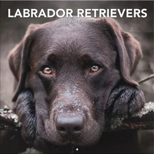 Turner Licensing,  Labrador Retreivers Photo 2026 Wall Calendar, 12'' X 12'', 12