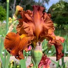 Tall Bearded Iris Rhizome "LOCO COCO"  Tom Burseen  2013  AWARD! — photo 5