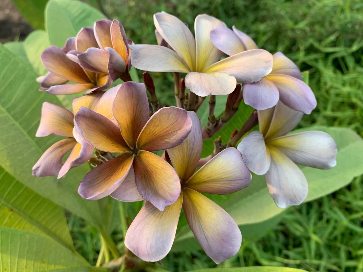 Plumeria Cutting for sale | eBay