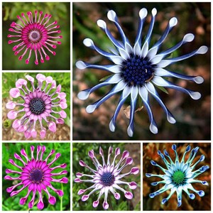Mix Daisy Osteospermum Seeds Rare Stunning Garden Plant Ebay