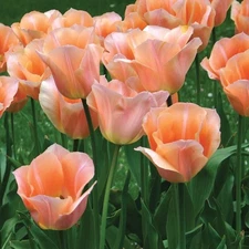 10 - APRICOT BEAUTY Triumph Tulip Flower Bulbs  * GORGEOUS & A Great Pollinator