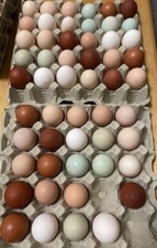 10 Uova Feconde Fertili Amrock, Australorp, Marans, Carne, Araucana, Oliver Ecc