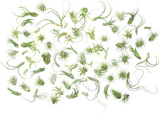 Tillandsia Air Plants Live Indoor Plants (50 Pack), Air Plants