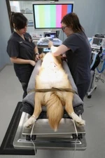 Tilt Table Veterinary laparoscopic tilt table