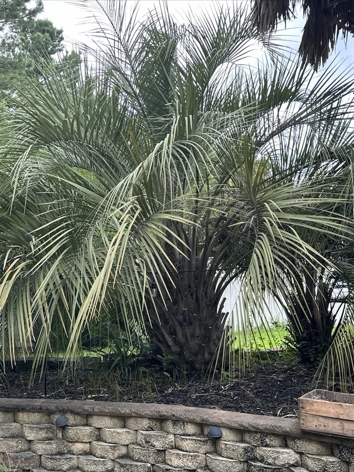 🌴 10x-Per Order! Pindo (Jelly) Palm Tree Seeds (Butia Capitata) Cold-Hardy! 🌴 - Image 2 of 4