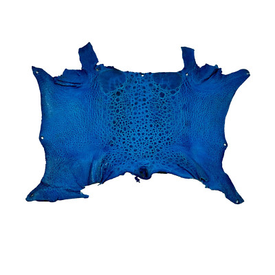 Bufo Marinus Cane Toad Skin Taxidermy Dyed Leather Glossy Carribean Blue
