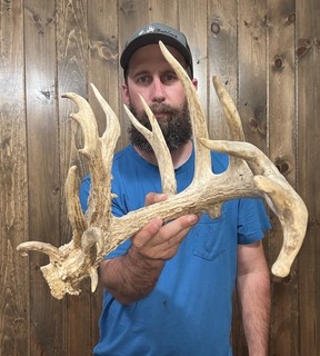 Huge Freak 112” Whitetail Shed 13pt Antler Horn Deer Mount Taxidermy