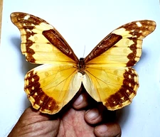 morpho helena FEMALE unmounted, see photo for quality,, unmounted