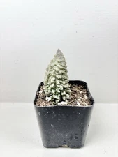 Adromischus Marianae Live Succulent Plant - 2" Grow Pot