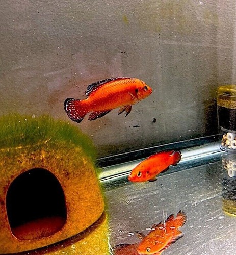 Turkana Jewel Cichlids, BREEDER PAIR!