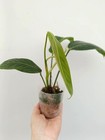 Foto 7 di 8