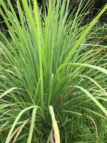 15 OZ Fresh Organic Garden Edible Lemon Grass Leaves Tea Green Cut - Picture 8 of 9