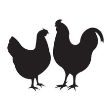 Chicken Rooster - Vinyl Decal Sticker - Multiple Color  Sizes - ebn821