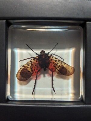 Spotted Lanternfly, Specimen Insect  Taxidermy Oddity Resin Curiosity 