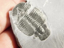 TRILOBITE Fossil with an Anomalocaris BITE! From Cambrian Utah 93.0gr *C
