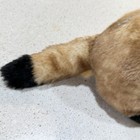 Douglas Cuddle Toys Vince Black Footed Ferret #3769 Stuffed Animal Toy NICE — photo 4