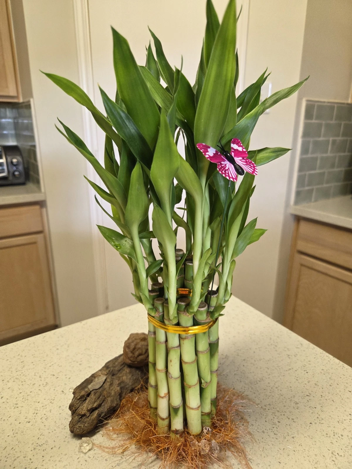 Lucky Bamboo Plant Live 2-Tiered 12x6" and 6"8" w/ Free Butterfly Stake
Opens in a new window or tab