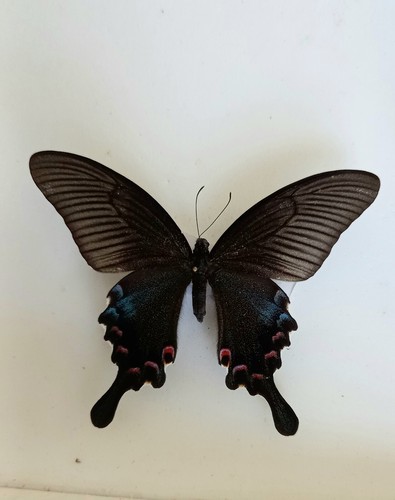 Papilio Bianor Gladiator Pair Summer Form, Lak Sao, LAOS