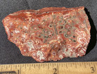 LEOPARD SKULL ORBICULAR JASPER STRIKING UN POLISHED ROUGH 40 GRAMS — photo 5