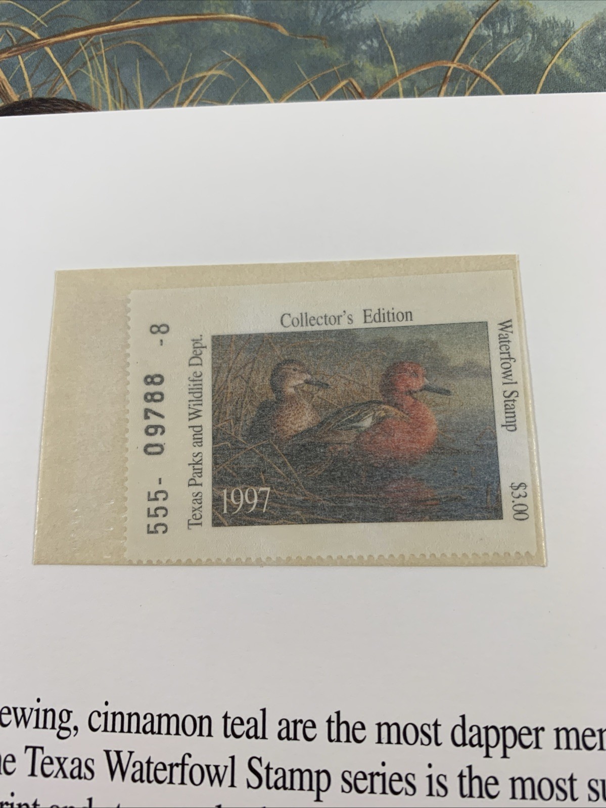 Picture 6 of 11