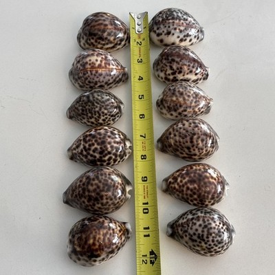 Cypraea Tigris Lot of 12 Seashell Tiger Cowrie Shells Craft Beach Decor 2.5 ~3 
