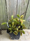 Venus Flytrap Giant I3 -  Carnivorous Plant - Rare🔥🔥🔥 — photo 10