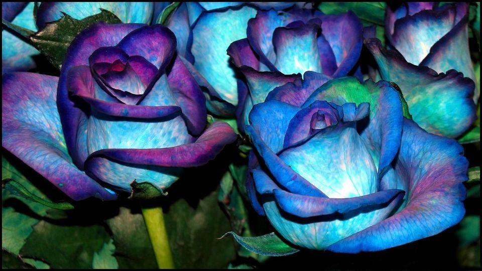 バッグ Rose H!Baby Shabetpoa Primaer4 Rose H!Baby Shabetpoa Primaer5 （Baby holding rose）