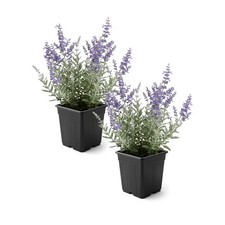 Live Russian Sage 2 Pack Purple 10 Tall 1 Qt