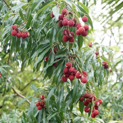 Litschi chinensis 3 frische Samen | Litschi | tropischer immergrüner Obstbaum