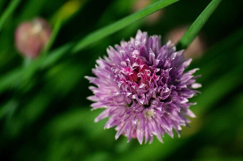 300 Semillas de Cebollino Grueso, ciboulette (Allium schoenoprasum) seeds - Imagen 2 de 2