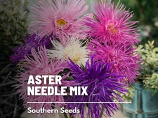 Needle Aster Mix Seeds, Heirloom Blooms, Easy to Grow, USA Grown