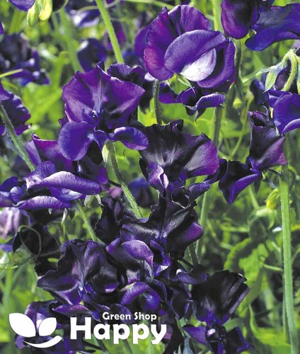 CLIMBING FLOWERS - Vines - Thunbergia Morning Glory Sweet Pea - Flower seeds - Picture 75 of 121