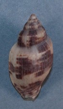 VOLUTA GRANGERI 39.96mm SUPER CHOICE SPECIMEN Albany, Western Australia