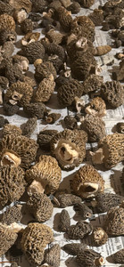 Wild fire Idaho morel mushrooms