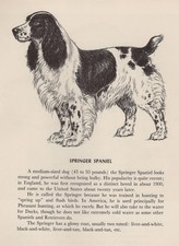 Springer Spaniel - CUSTOM MATTED - Vintage Dog Art Print - 1953 Diana Thorne