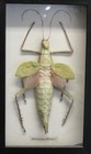 Heteropteryx Dilatata Mounted and Framed by "Bits & Bugs" Australia $125 value — photo 1
