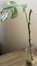 Mini Monstera Plant ‘Rhaphidophora Tetrasperma’ 40cm Tall ‘R11’