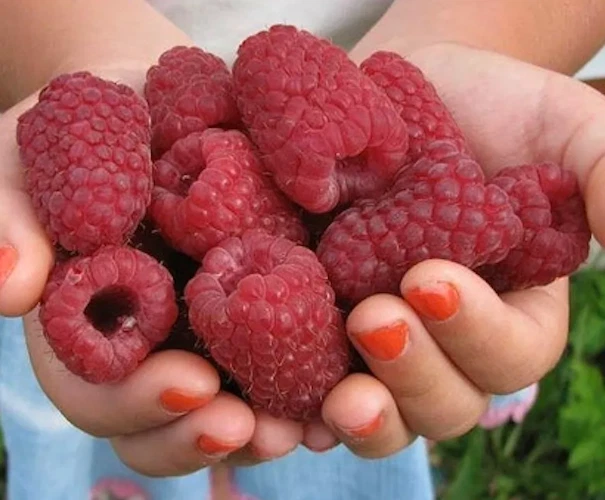 extra duo : GIANT RED Raspberry " GORDOST ROSSII"+ YELLOW GIGANT 1+1 plants - Image 2 of 2