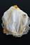 thumbnail 5 - RARE VICTORIAN COTTON  NIGHT CAP WITH LACE TRIM AND GOLDEN SILK RIBBON 11&#034; X 12&#034;
