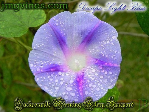 Decapo Light Blue Ipomoea Purpurea Morning Glory 10 Qty - Picture 2 of 6