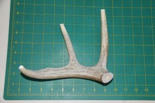 Large Branched Deer Antler Dog Chew 41 / bone chews deer elk treats deer 1102