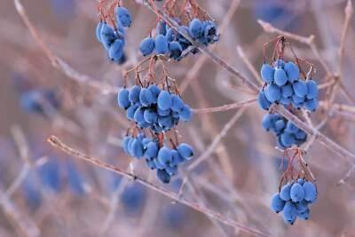 SEEDVILLE USA 20 NANNYBERRY SWEET VIBURNUM Lentago Shrub Tree Blue Black Berry Fruit White Flo