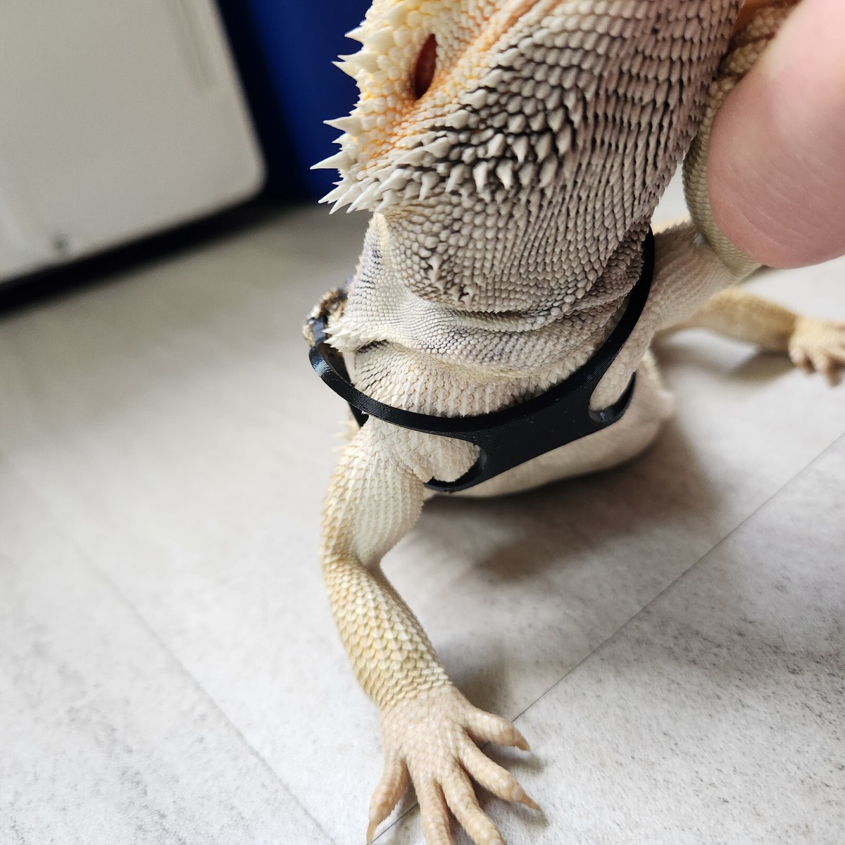 Lightweight Durable Bearded Dragon Harness Leash