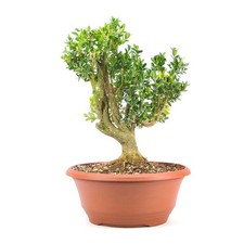 Pre-BONSAI Buchsbaum 'Buxus sempervirens' inkl. Schale. Robust & Winterhart