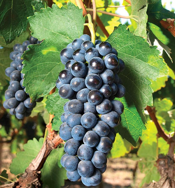 小物 Grapes & Celadon / GC004 - 03 rare variety - CONCORD GRAPES /vitis labrusca/ -1 PLANT | eBay