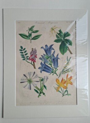 DRAPIEZ HAND COLOURED ORIGINAL BRITISH FLOWER GARDEN PRINT DATE 1834 MOUNTED