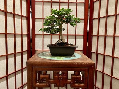 Premna Bonsai Tree Great 1'' trunk Impressive 3'' roots spread  5+ years old